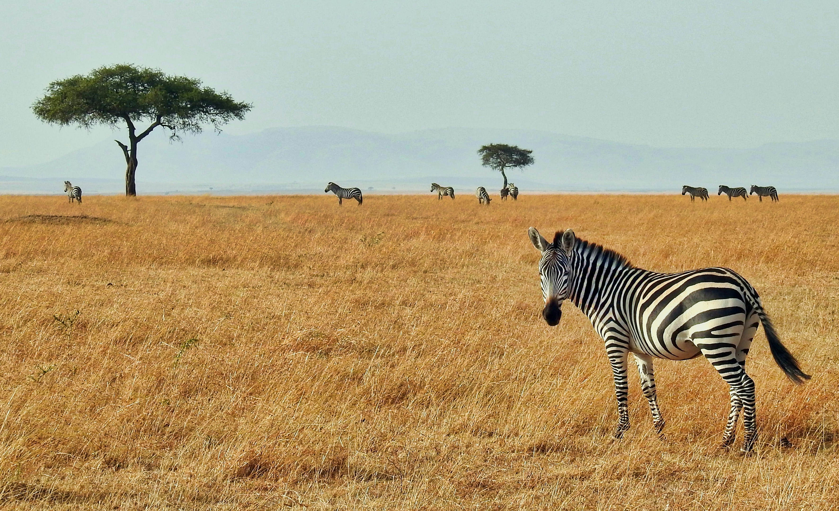 The Call of the Wild(ebeest)